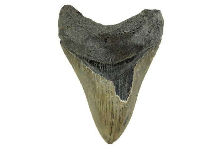 Serrated, Fossil Megalodon Tooth - North Carolina #328297